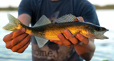 walleye