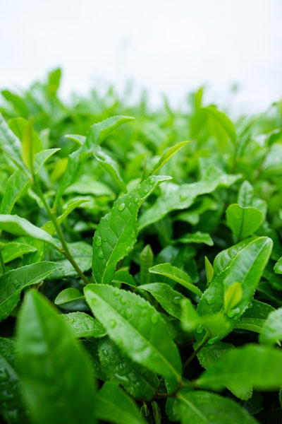 Close up of green tea plant with water drops on the leaves.