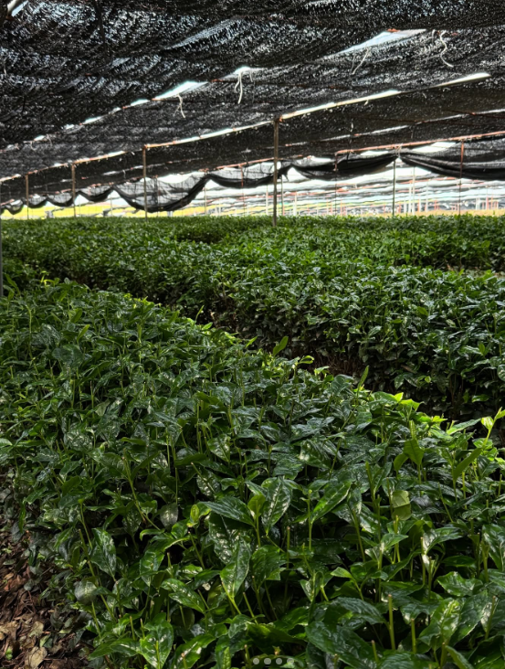Shaded tea field growing Matcha