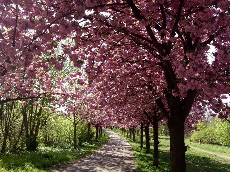 ベルリンドイツの桜
