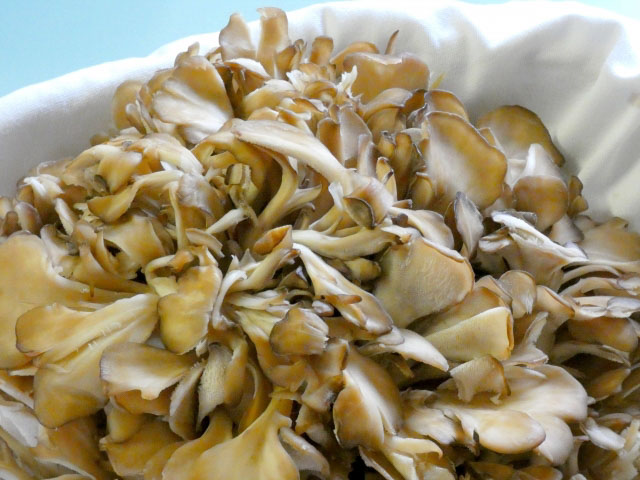 Maitake mushrooms are famous for their healing power.