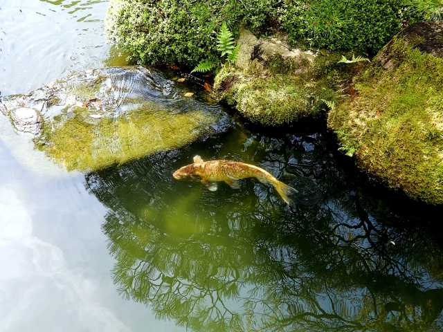 Koi fish swimming inside a pond 