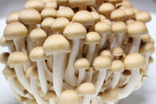 Shimeji, sometimes called bunashimeji, is a very common mushroom in the Japanese cuisine..