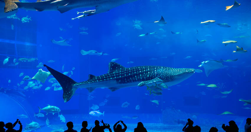 Osaka Aquarium