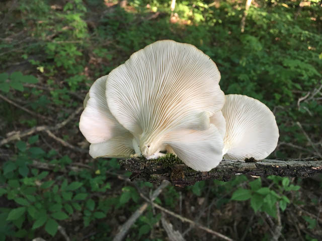 Hiratake mushroom.