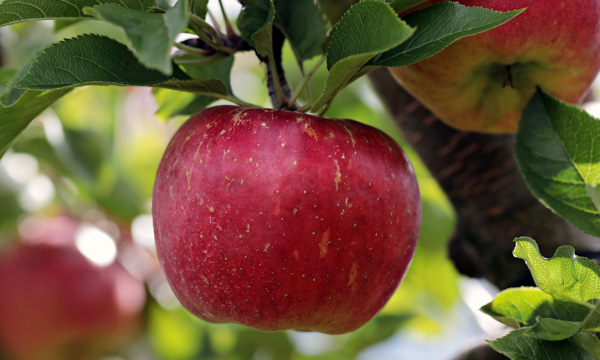 Apple hanging in and apple tree