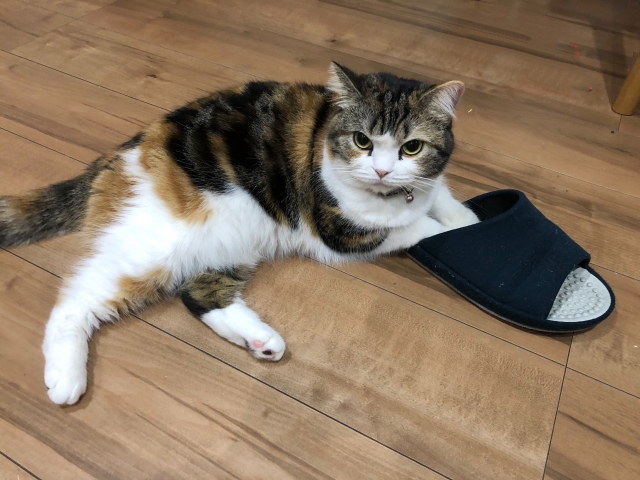 A cat laying on top of a slipper on the floor