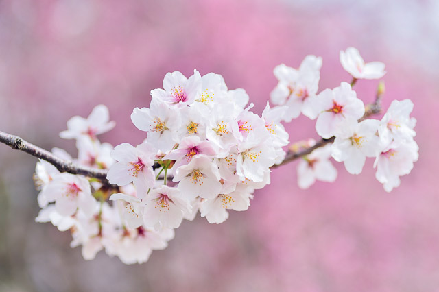 Close up of a branch of a cherry tree with cherry blossoms