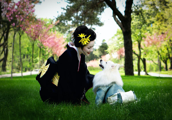 A kimono dressed woman with white face make up petting a small white dog on a green grass lawn with blooming cherry trees in the background.