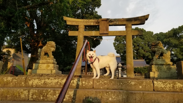 A white Shiba dog in front of a small shrine in Kurume, Japan