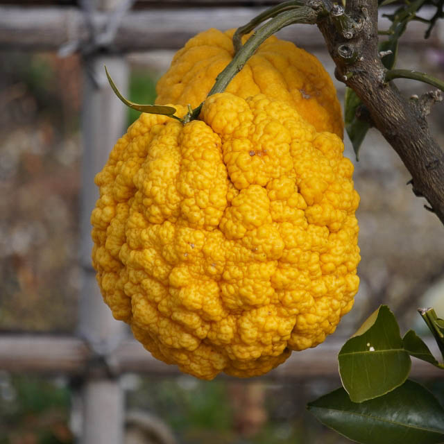 Close up of a yuzu fruit on a branch