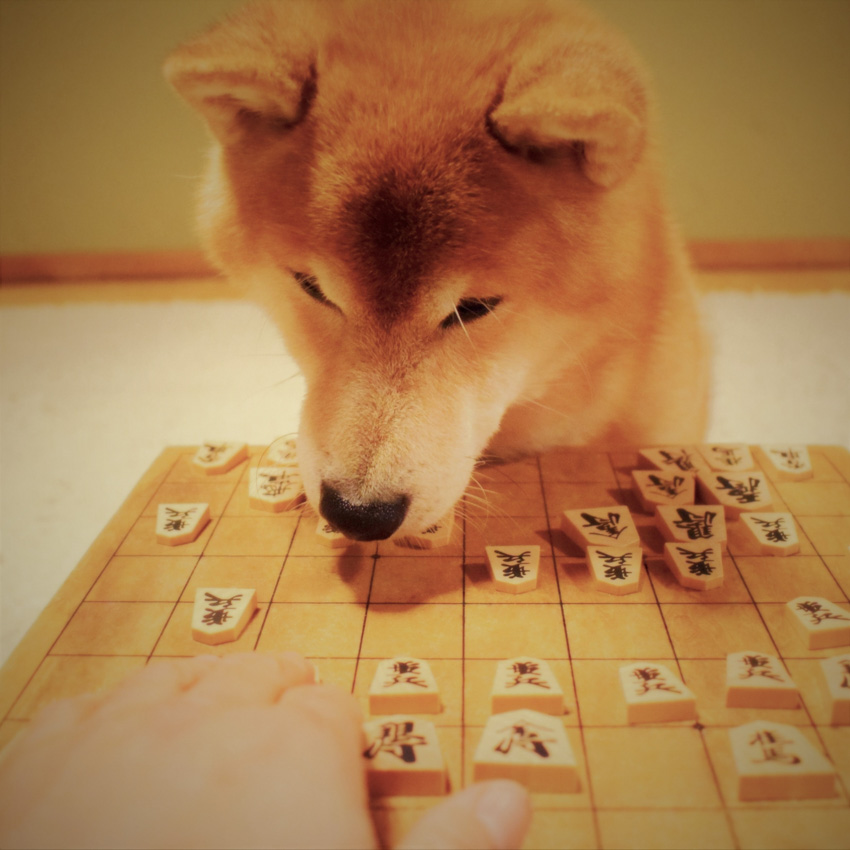 A Shiba inu dog sitting down and looking over a shogi board