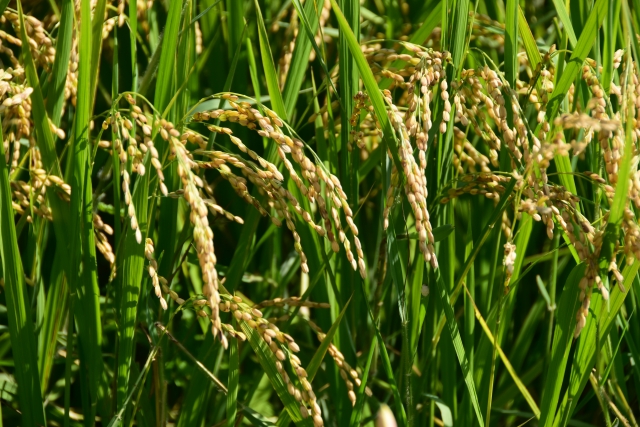 Close up image of rice stems with mature rice seeds hanging on them