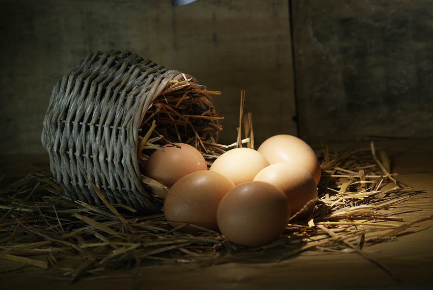 Eggs rolled out of an egg basket.