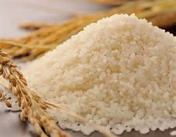 Close up of Yumepirika raw rice