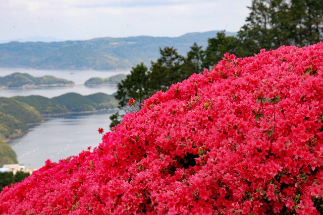 a bush full of red azalea flower with mountains and the sea at the background