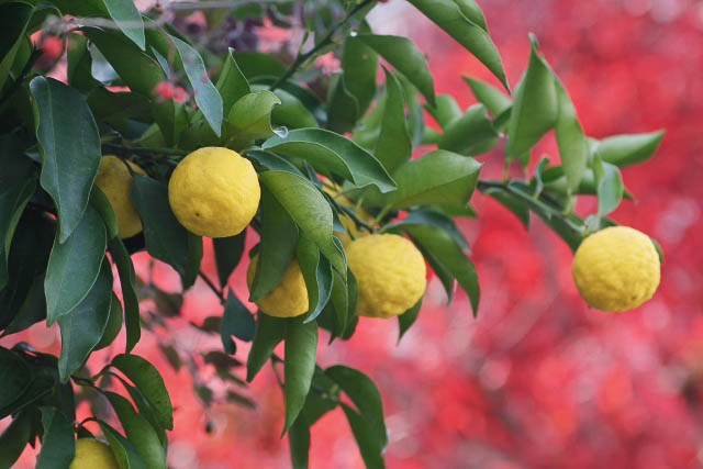 Part of a yuzu tree with hanging fruits.