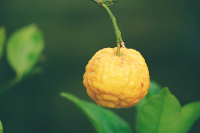 Close up of one yuzu fruit hanging from a branch