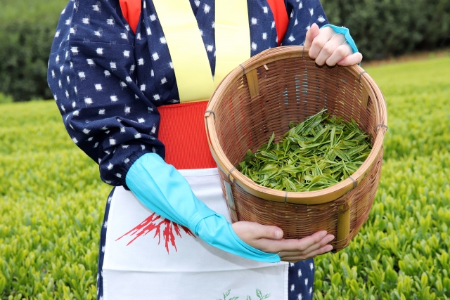 Woman holding a basket filled with Matcha tea leaves