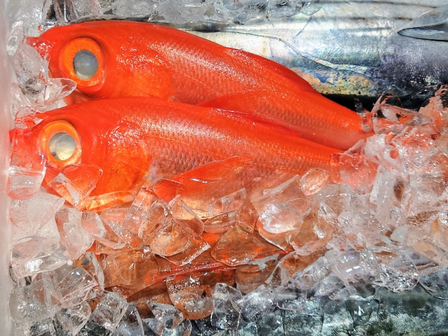 Two orange fish inside a container full of ice