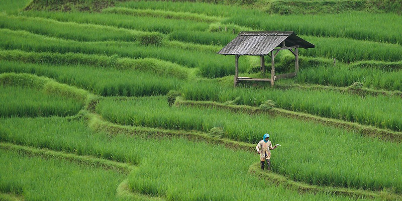 paddy-field